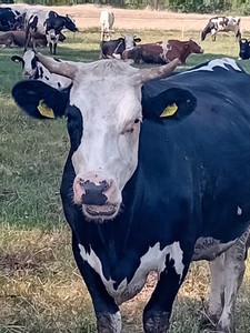 Dama i jej naturalne środowisko