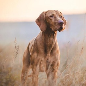 Vizsla