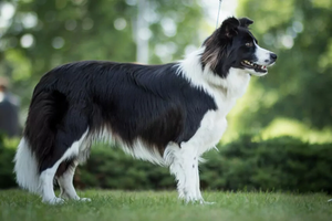 Border collie