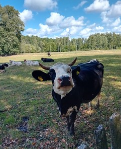 Zacna modelka wyciągająca szyję w stronę fotografa