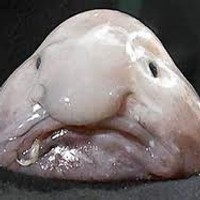 Fani blobfish'ów