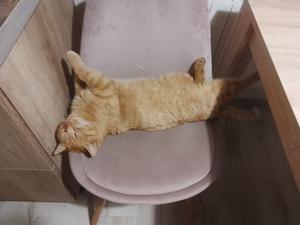 Zawsze śpi na tym krześle
