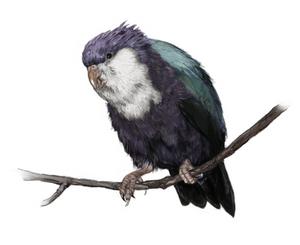 Vini vidivici - wymarły gatunek ptaka z rodziny papug wschodnich