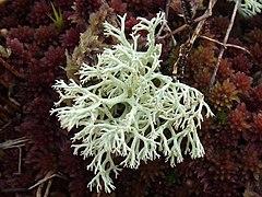 Cladonia arbuscula