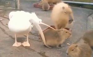 ??? capybara