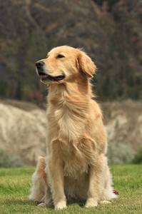 Golden retriever