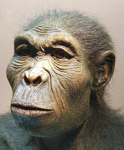 Homo habilis