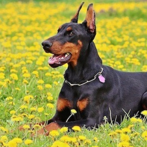 doberman