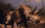 triceratops-rogi  