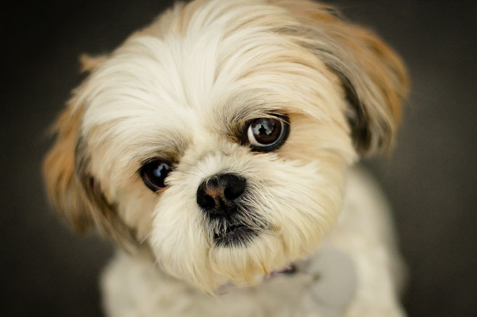 shi tzu