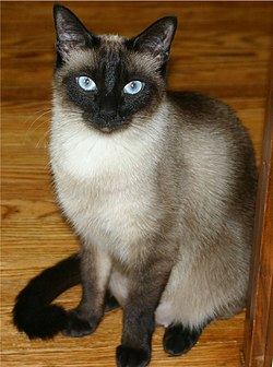 250px-Niobe050905-Siamese_Cat.jpeg