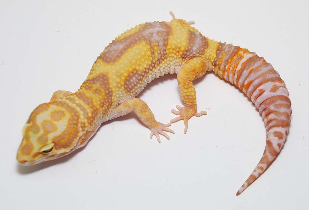 jungle+tremper+albino++leopard+gecko.jpg