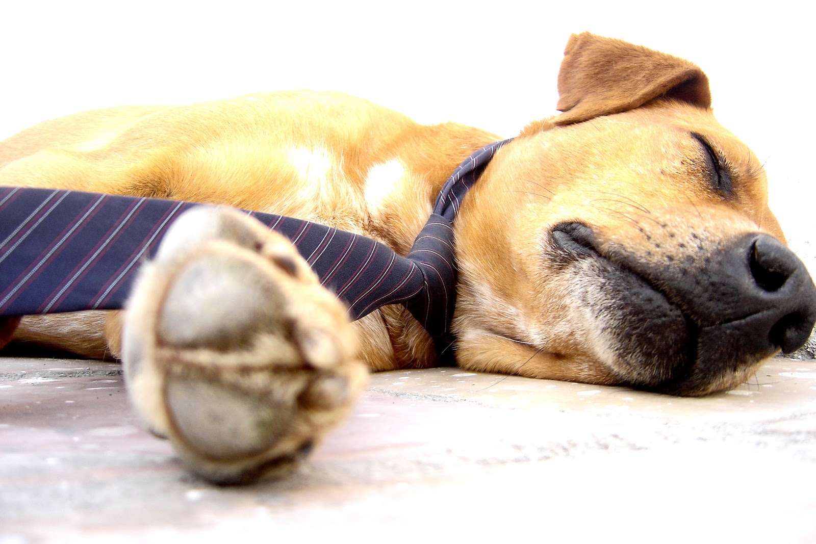 dog+tie+relax.jpg