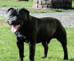 Staffordshire Bullterrier