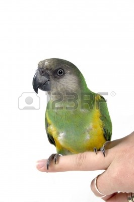 3285101-green-parrot-sitting-on-a-human-finger.jpg