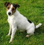 Jack russell terrier