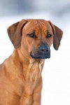 Rhodesian Ridgeback