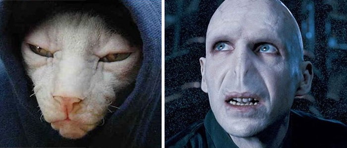 Kot, który wygląda jak Lord Voldemort z "Harry'ego Pottera"