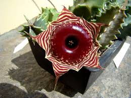 Huernia zebrina.