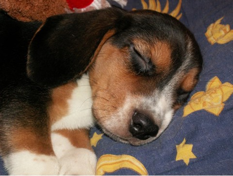 beagle-14.jpg