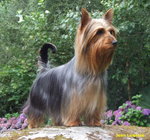 Australian Silky Terrier