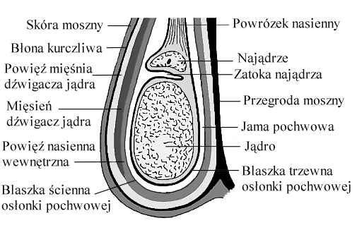 ogierbudowa3.jpg