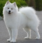 Samojed 