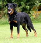 owczarek francuski beauceron