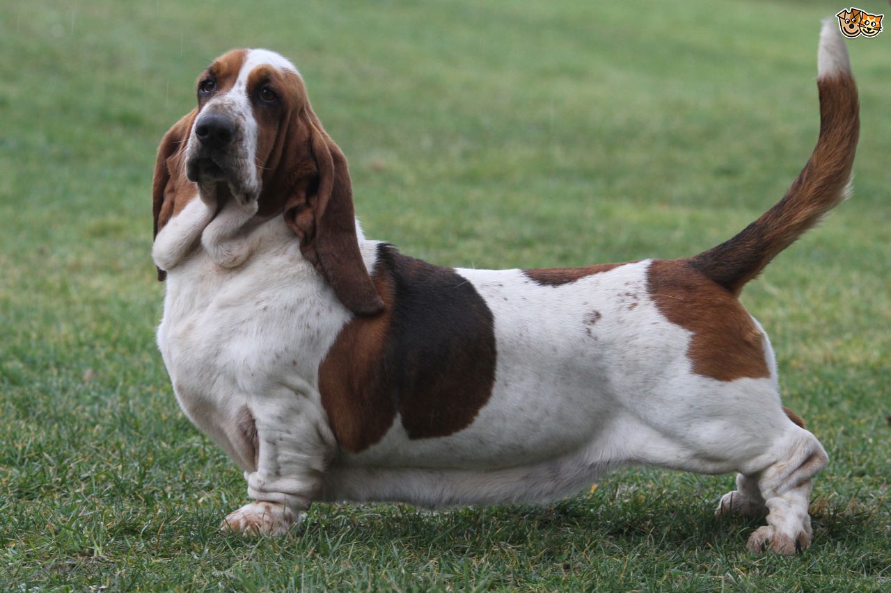 basset-hound-health-considerations-520e469013742.jpg