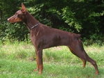 Doberman 