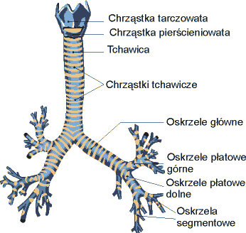 budowa3.gif