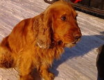 Chester ( Czester ) ma 2 lata jest to cocker spaniel angielski