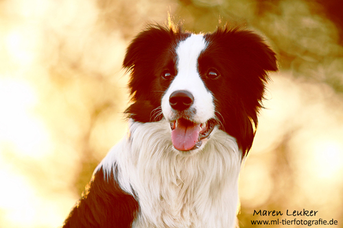 Border collie mądry rozum