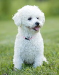 bichon frise