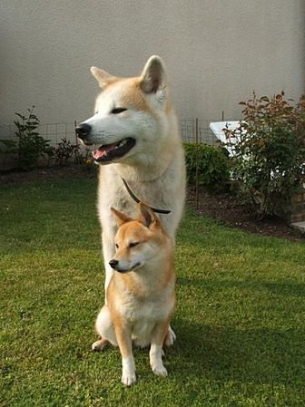 akita czy shiba