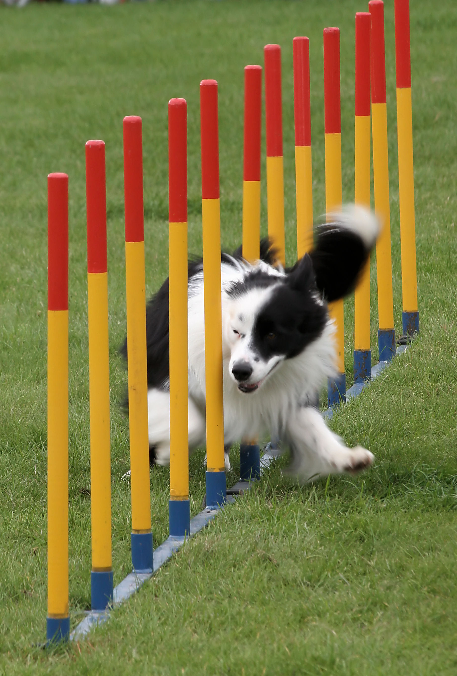 Border_collie_weave_poles.jpg