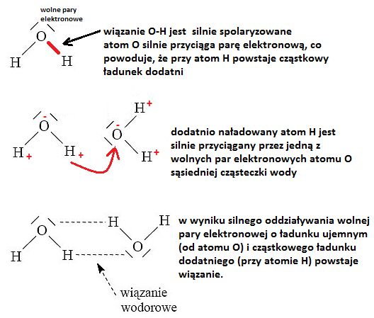 Schematwiazaniawodorowegoczasteczkiwodywater