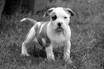 Amstaff (American Staffordshire Terrier).