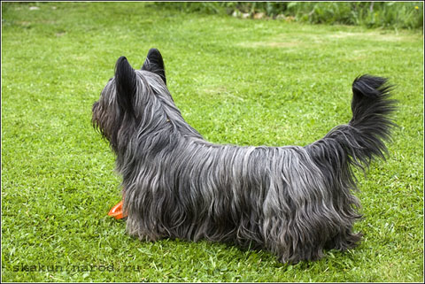 Skye_terrier_stailij_William_Willi.jpg