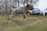 Lagotto romagnolo