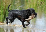 Curly coated retriever