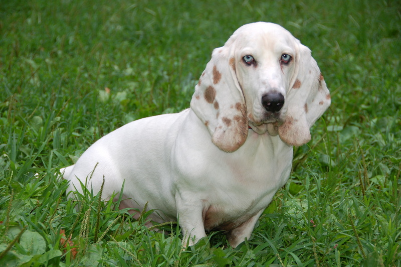 Basset_Hound_107.jpg