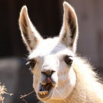 Llama