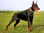 Doberman