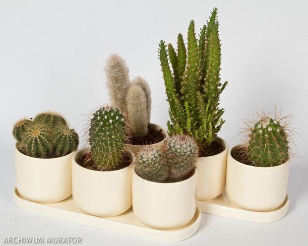 kaktusy w doniczkach