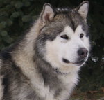 Alaskan Malamute