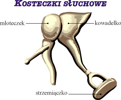 sluchow3-opracowa%C5%82-Dr-Tomasz-Koz%C5%82owski.jpg