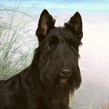 Scottish-Terrier_Fotos_3.jpg