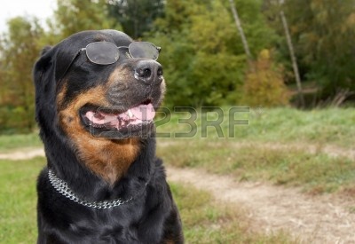 4599789-psy-ras-rottweiler-w-okulary-a-tle-trawy.jpg