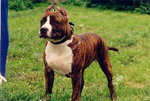 Amstaff